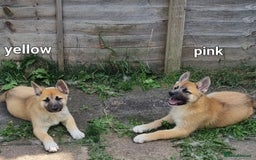 Akita dogs for sale: Huskita pups READY - Image 1