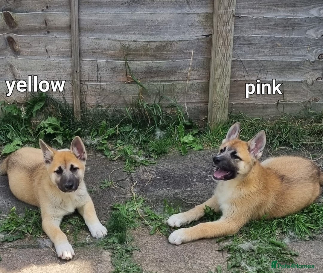Akita dogs for sale: Huskita pups READY - Image 1