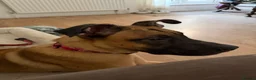 Mixed Breed dogs for sale: Presa Canario X Belgian Malinois male 12 months in Chatham - Advert 4