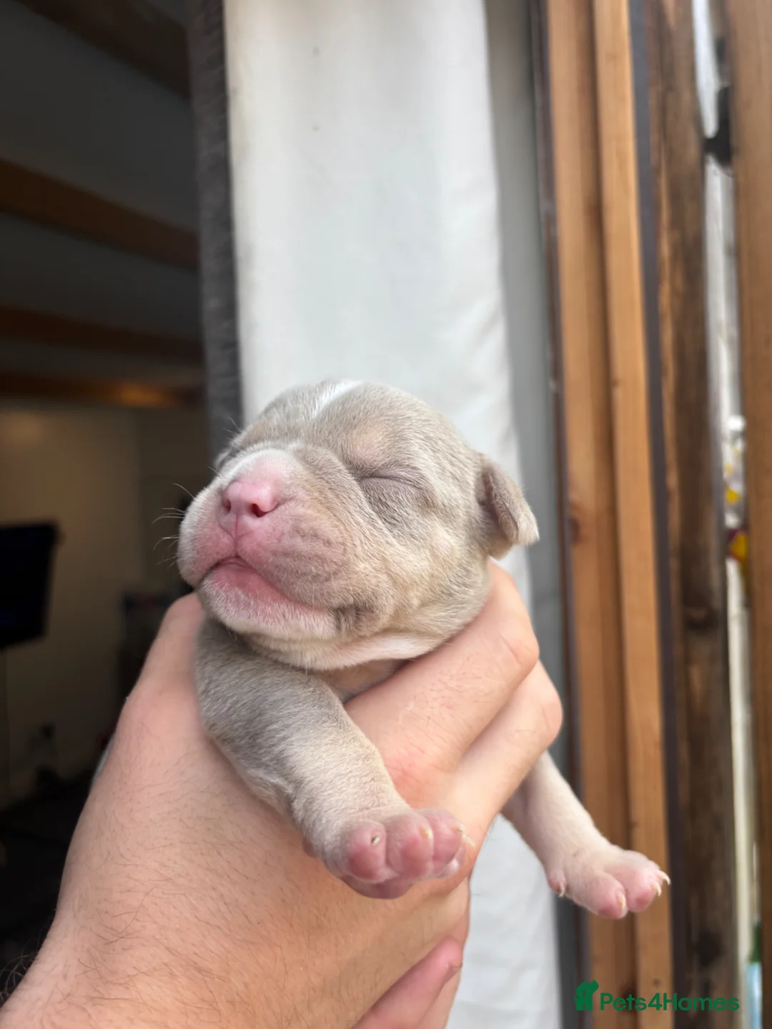 American Bully dogs for sale: Pocket bully  - Advert 1