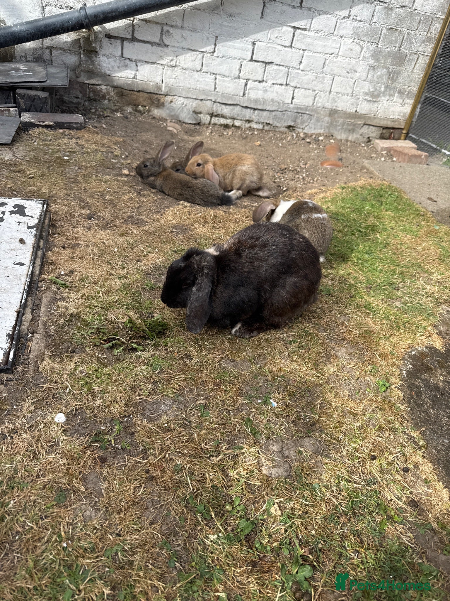 Mixed Breed rabbits 4 bunnies .3 Boys and 1 girls.Father and Mother . - Advert 2