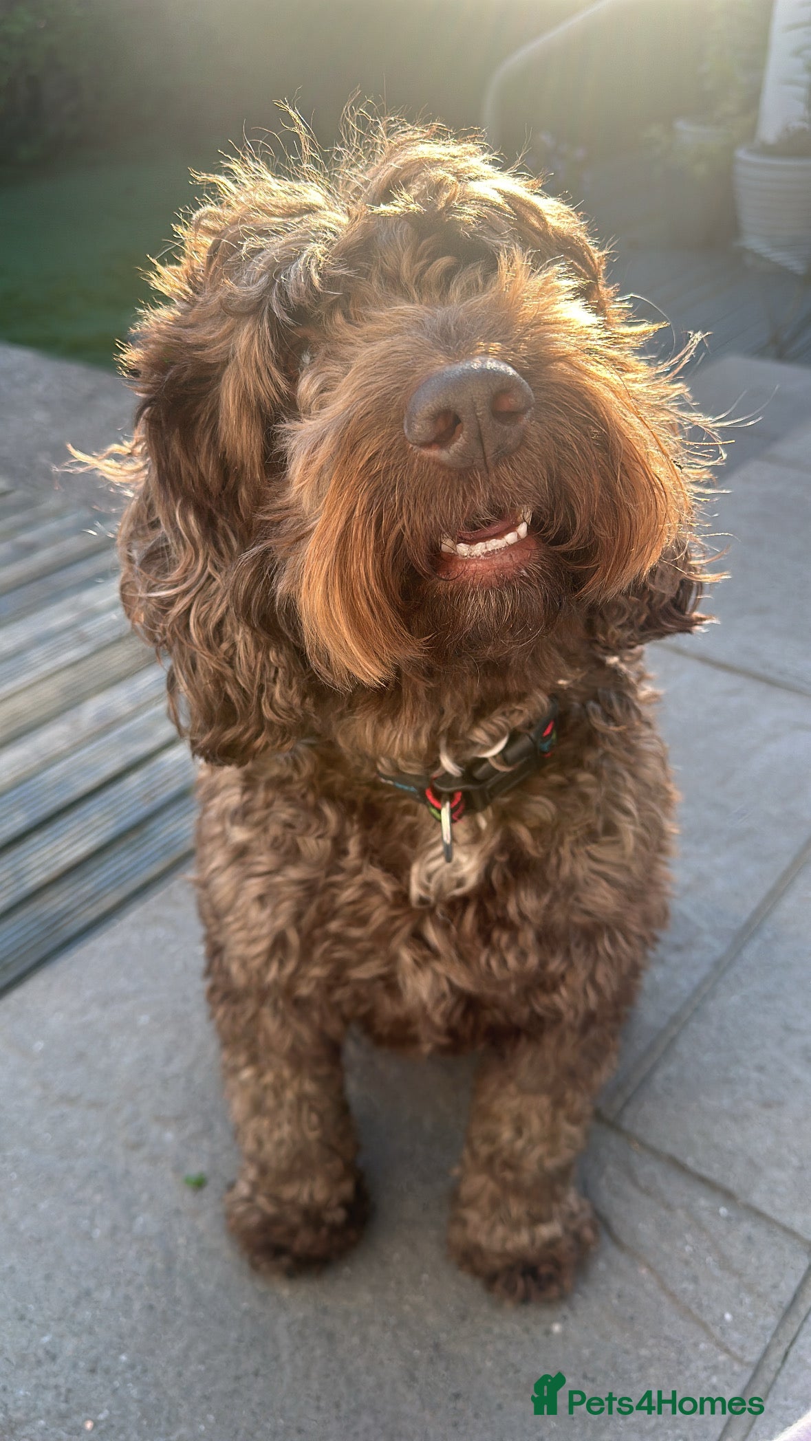 Cockapoo dogs Much Loved Cockapoo Barney - Advert 1