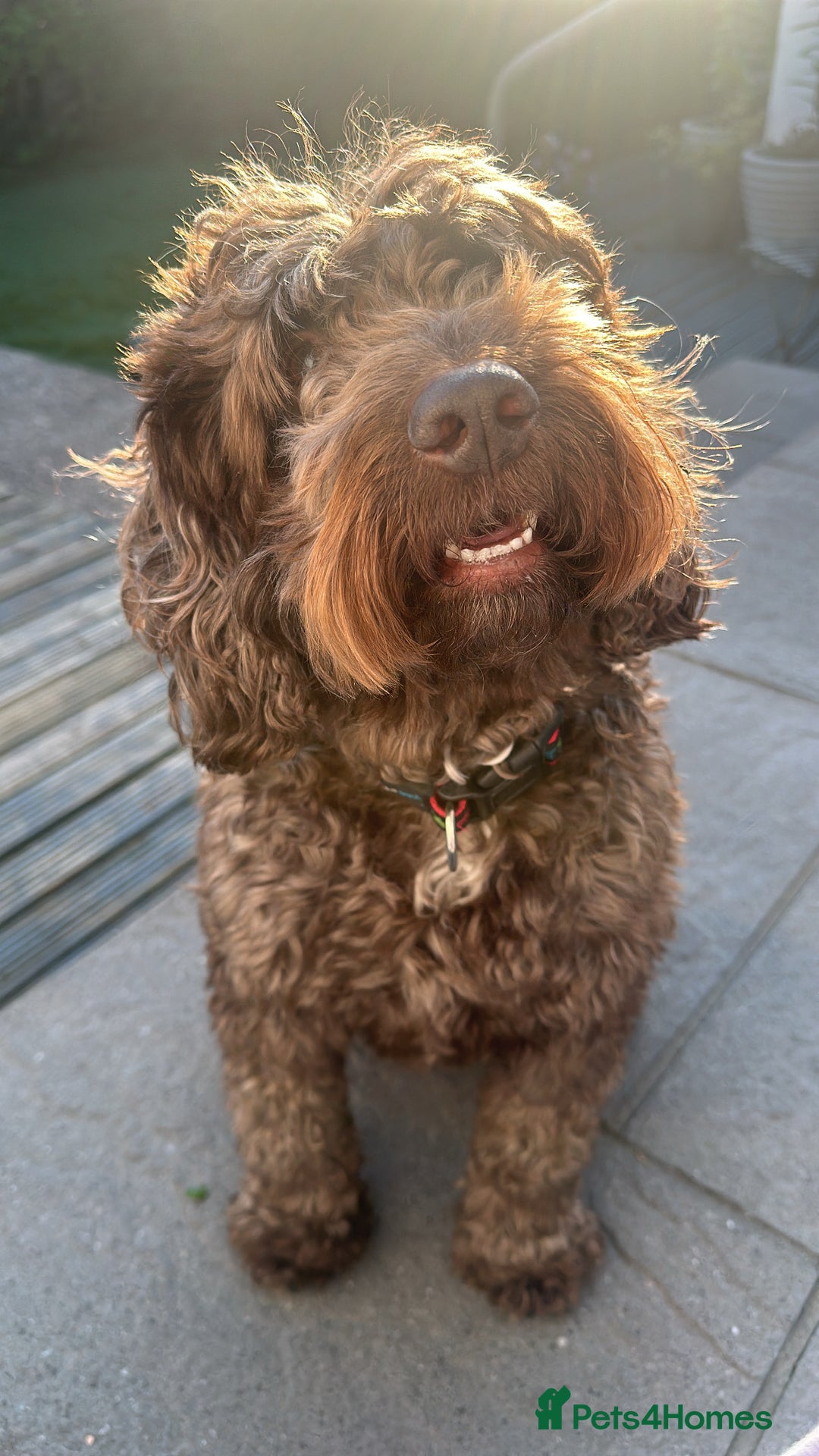 Cockapoo dogs for sale: Much Loved Cockapoo Barney - Advert 1