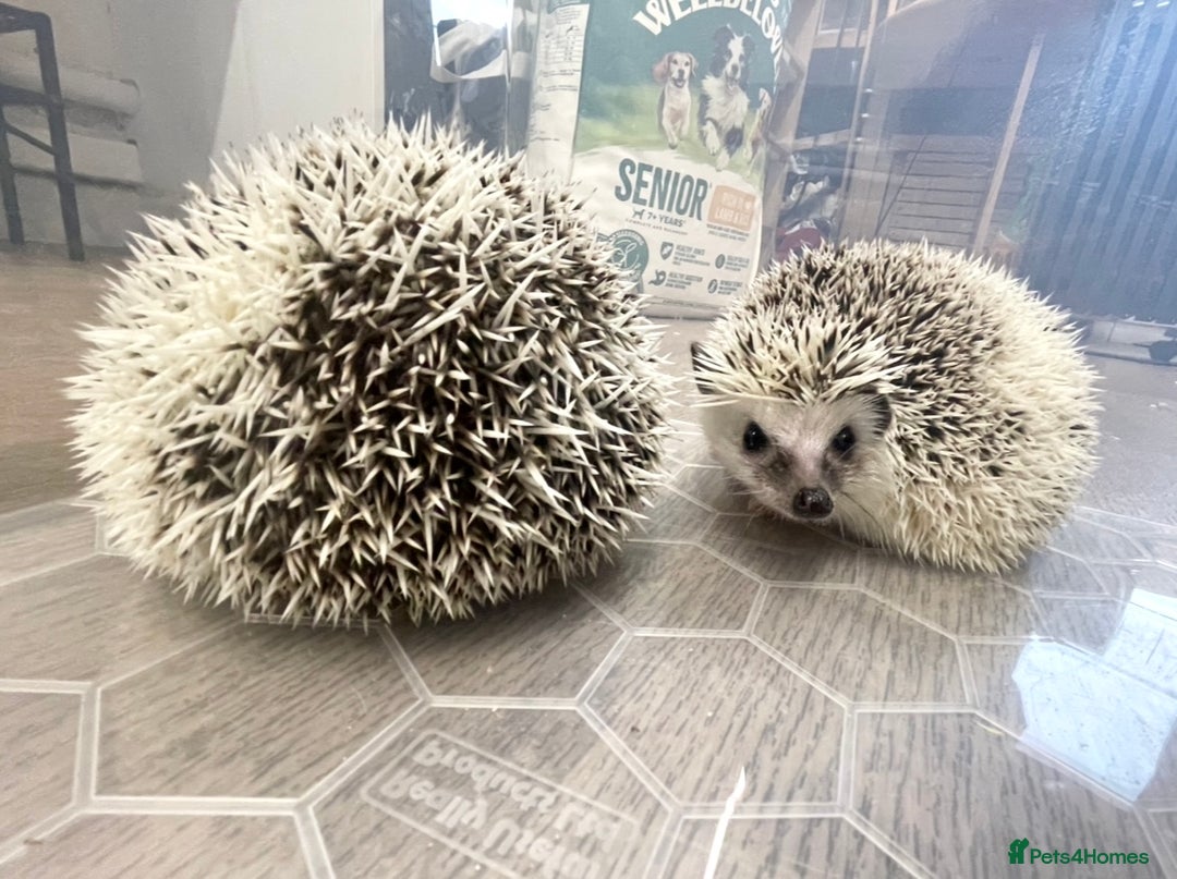 Pygmy Hedgehog rodents for sale: Young, Sweet, Friendly, African Pygmy Hedgehog's  - Advert 1