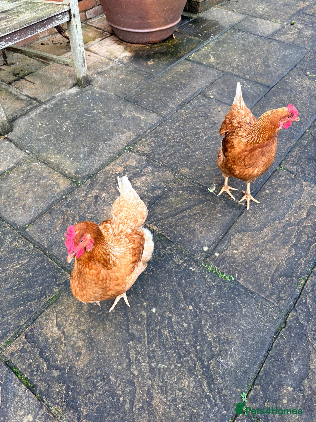 Hens poultry for sale: 2 Hens for sale - Advert 1
