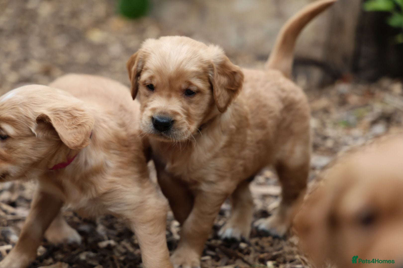 Golden Retriever dogs Dark Red KC Registered Working Golden Retrievers - Advert 3