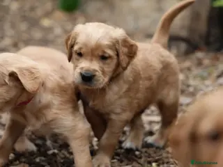 Golden Retriever dogs Dark Red KC Registered Working Golden Retrievers - Advert 3