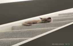 British Shorthair cats for sale: ACTIVE GCCF Lilac kitten - Image 5