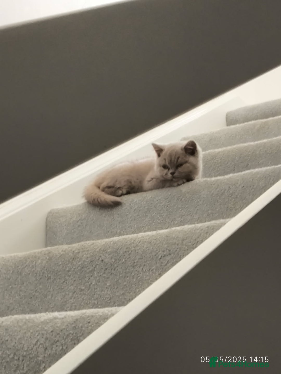 British Shorthair cats for sale: ACTIVE GCCF Lilac kitten - Image 5