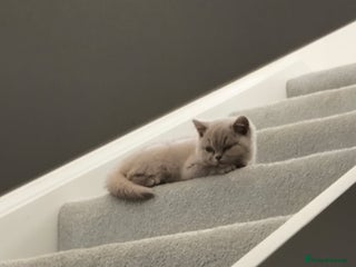 British Shorthair cats for sale: Active CCF Lilac kitten - Advert 1