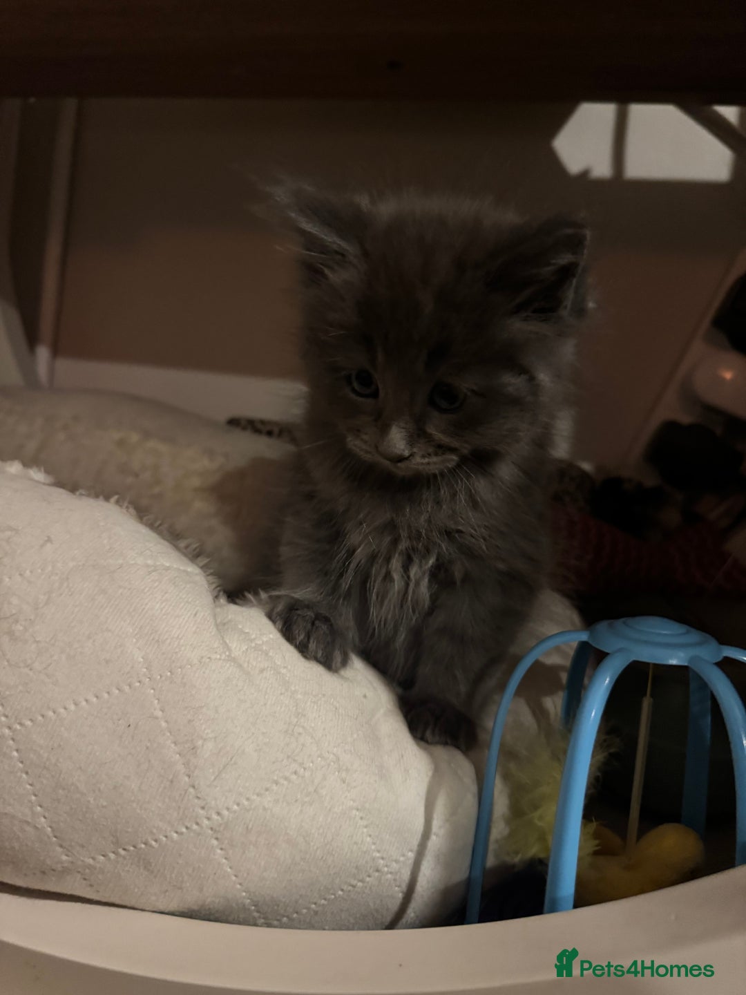 Ragcoon cats for sale: 6 beautiful boy Mainecoon x ragdoll kittens  - Advert 5