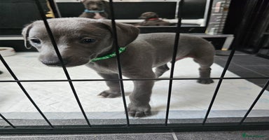Whippet dogs - Advert 5