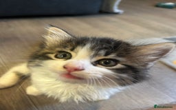 Mixed Breed cats for sale: Gorgeous Maine coone cross kittens! - Image 7
