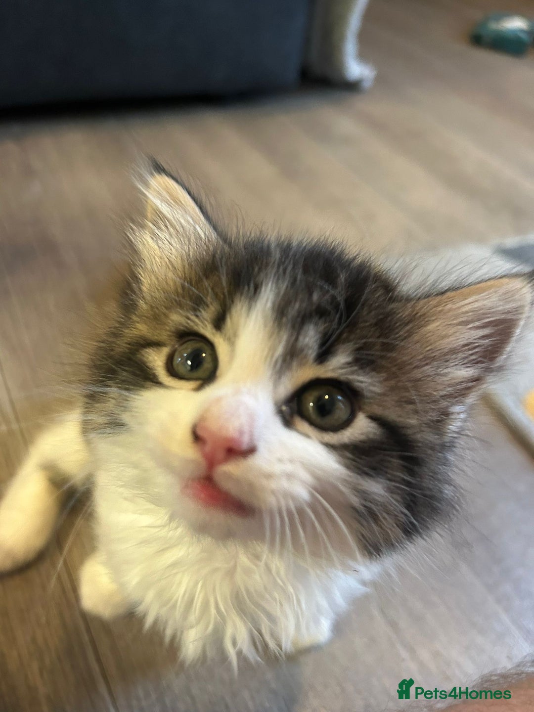 Mixed Breed cats for sale: Gorgeous Maine coone cross kittens! - Image 7