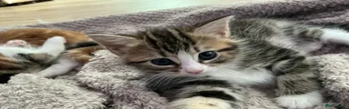 Beautiful tabby girl