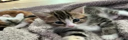 British Shorthair cats for sale: Stunning, well handled kittens ready to leave mum! - Advert 4