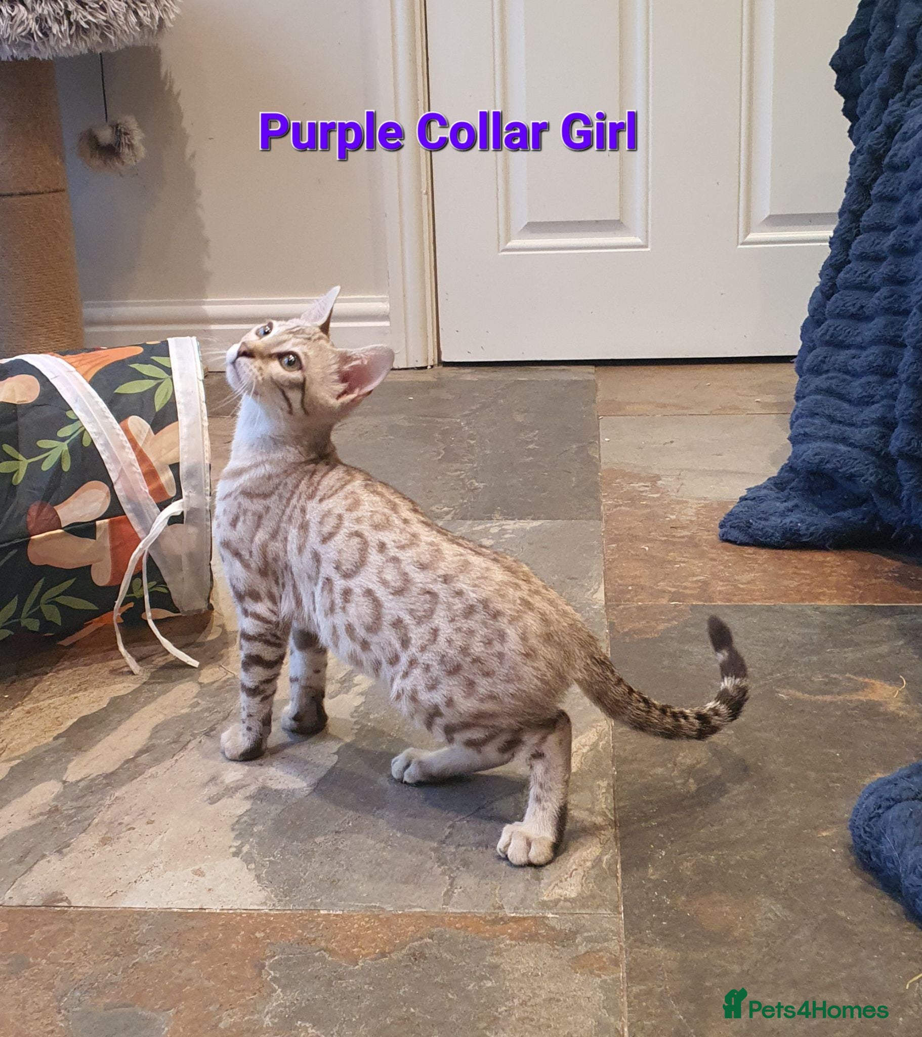 Bengal cats 🐆💕Very Beautiful Tica Registered Bengal Kittens. - Advert 2