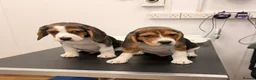 Beagle dogs for sale: Beagle for sale  in Dagenham - Advert 9