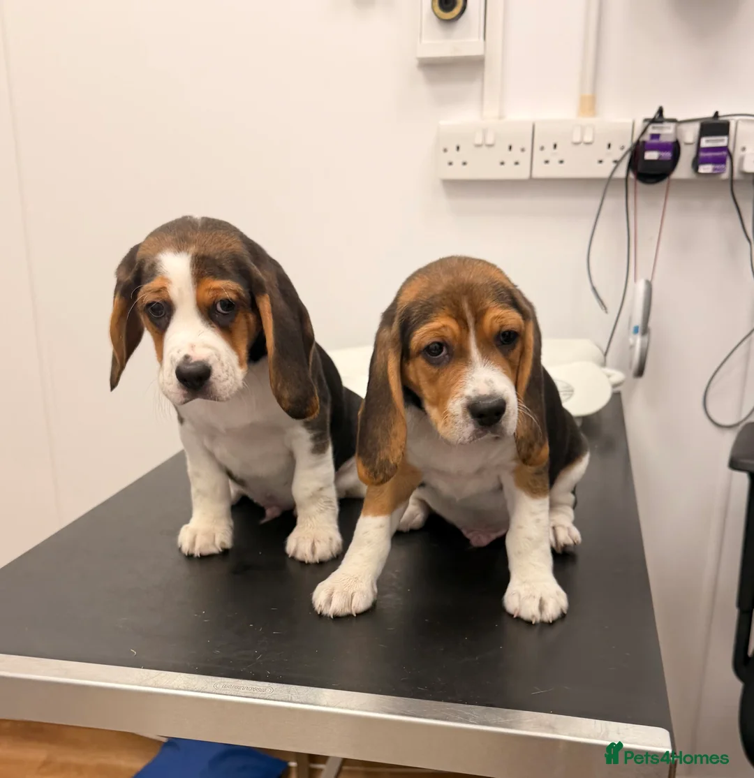 Beagle dogs for sale: Beagle for sale  - Advert 1