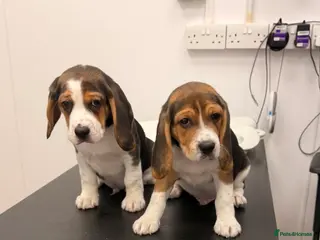 Beagle dogs Beagle for sale - Advert 1