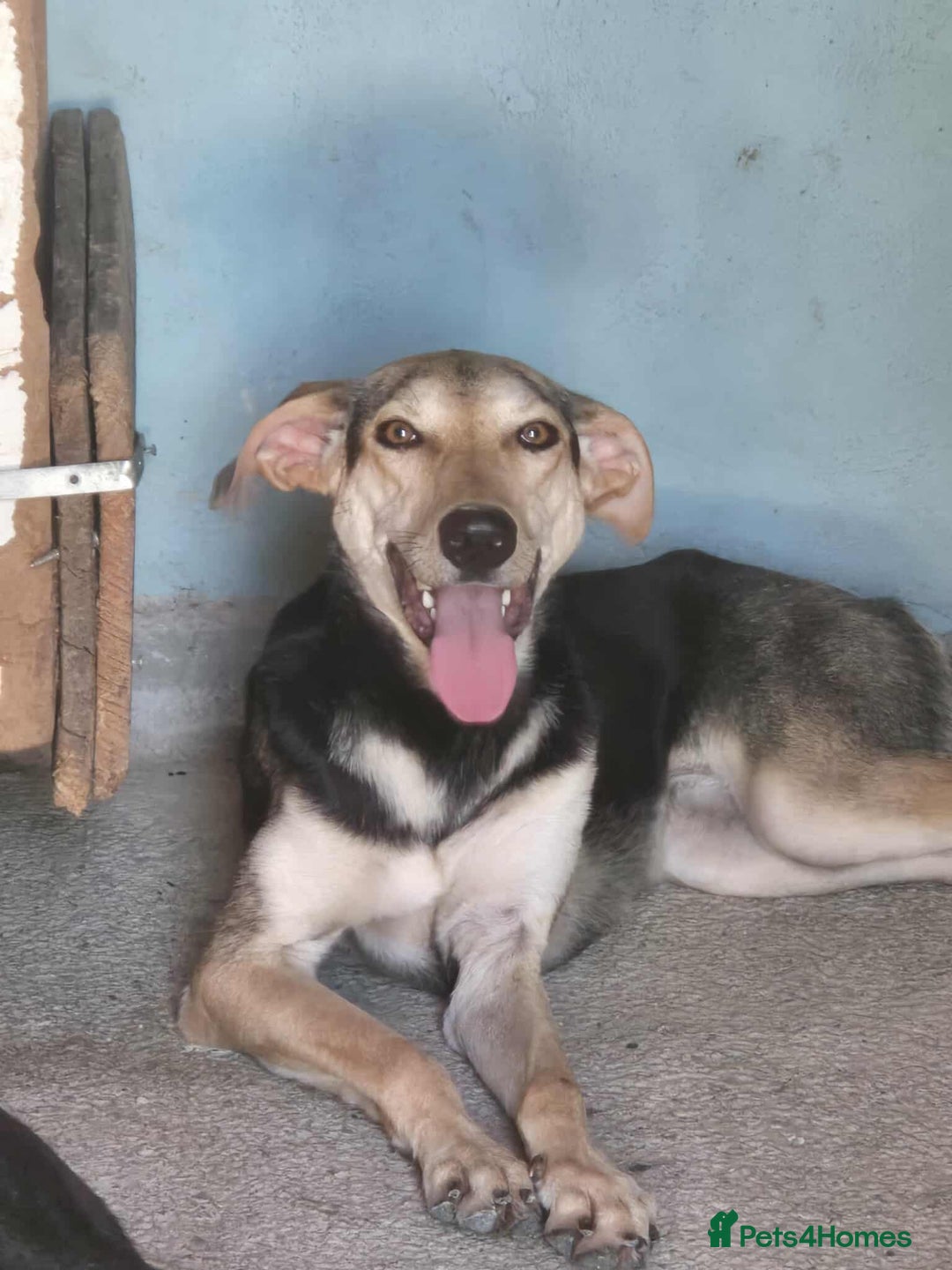 Mixed Breed dogs for adoption: Cahil , a sweet Cypriot girl  - Image 13