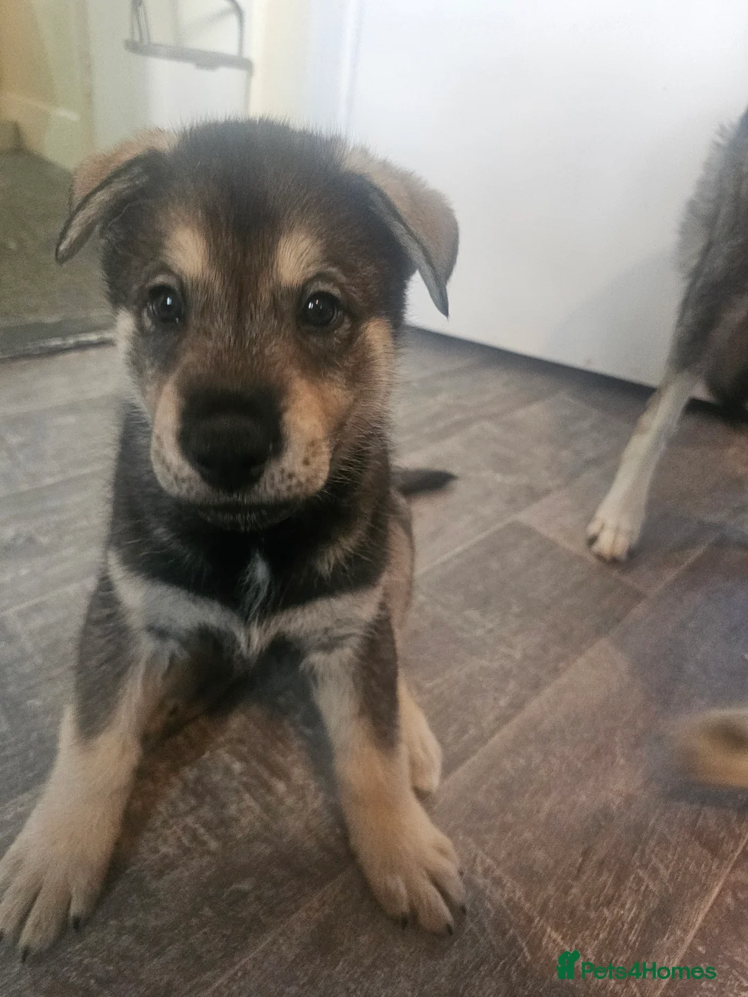 Utonagan dogs for sale: German Shep x Malamute x Husky Puppies - Advert 21