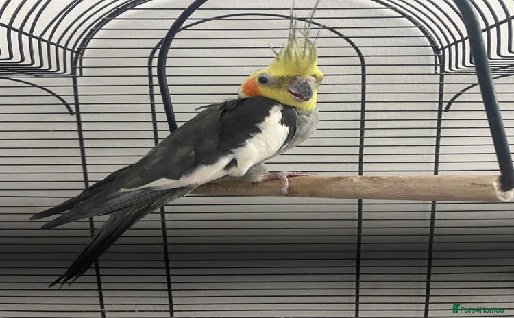 Cockatiels birds - Advert 1