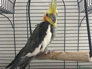 Cockatiels birds - Advert 7