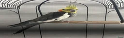 Cockatiels birds for sale: 11-Month-Old Untamed Bird for Sale  - Advert 1