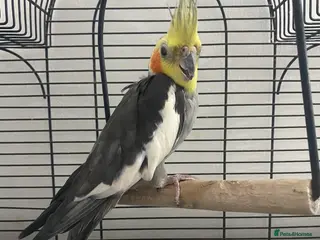 Cockatiels birds 11-Month-Old Untamed Bird for Sale - Advert 1