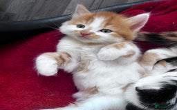 Mixed Breed cats for sale: Gorgeous Fluffy Kittens - Image 10