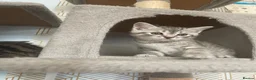 Mixed Breed cats for sale: Half BSH kittens  in Thornton Heath - Advert 8