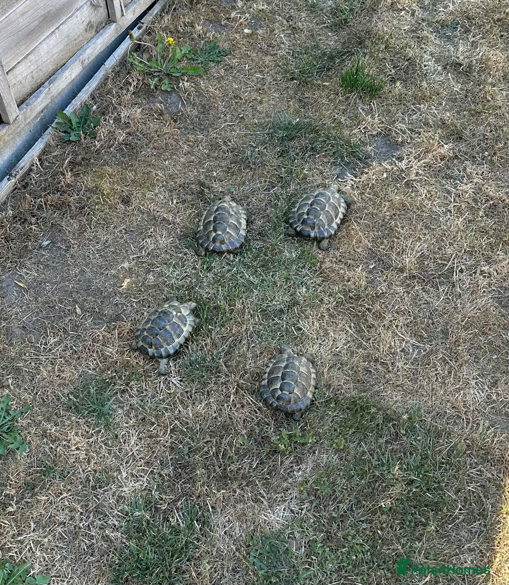 Tortoise reptiles 6 x spur thighed  1 x migrated - Advert 3