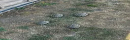 Tortoise reptiles for sale: 6 x spur thighed  1 x migrated - Advert 1