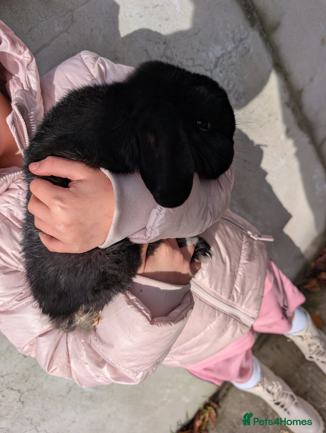 Mini Lop rabbits for sale: Rabbits for sale with everything  - Advert 2