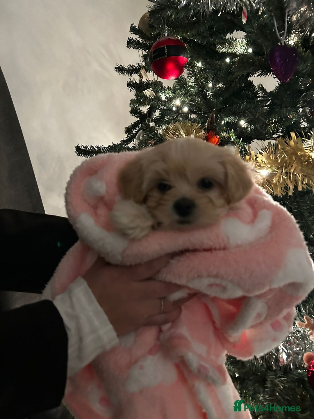 Lhasapoo dogs for sale: Lhasapoo for sale  - Advert 3