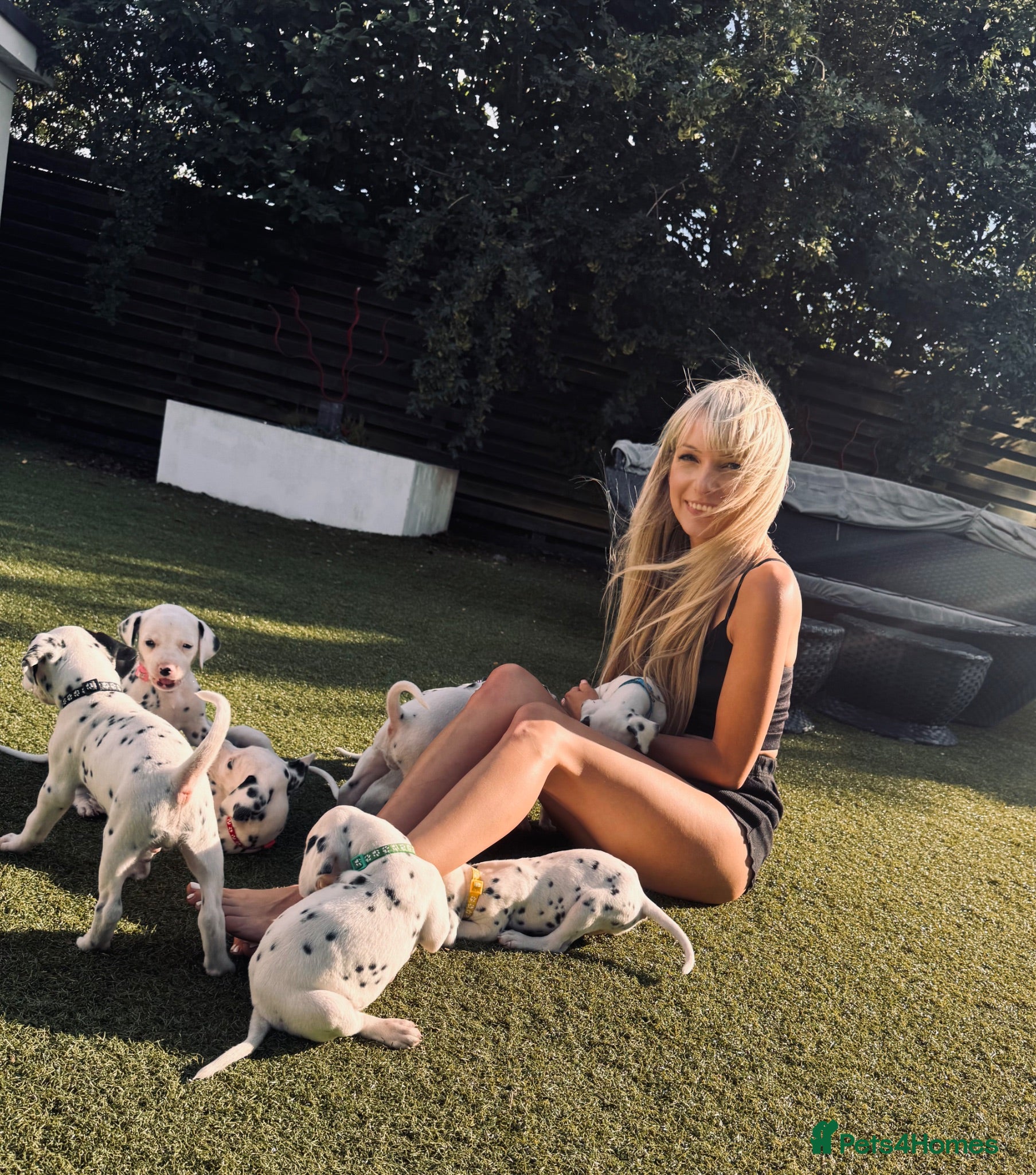 Dalmatian dogs 100% Full hearing Litter - KC Dalmatian Puppies - Advert 2