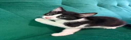 Mixed Breed cats for sale: 3 Beautiful Kittens For Sale in Nottingham - Advert 4