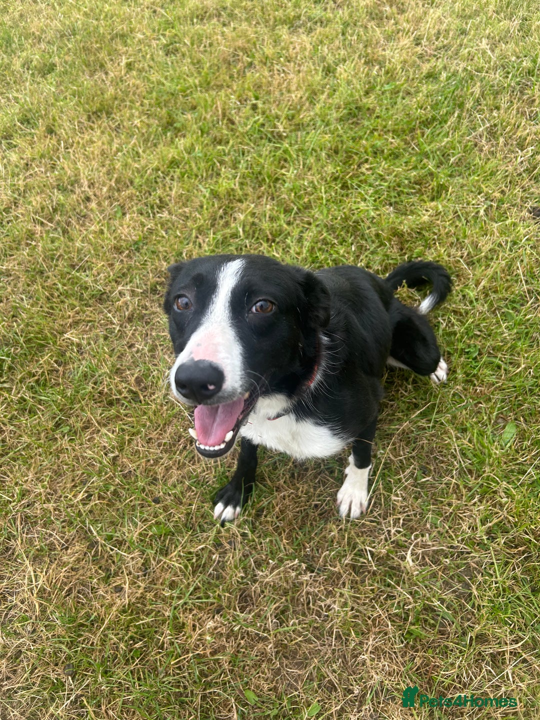 Border Collie dogs for sale: Bess - 2 year old bitch - Image 2
