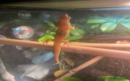 Gecko reptiles for sale: Mourning Geckos and set up - Image 5