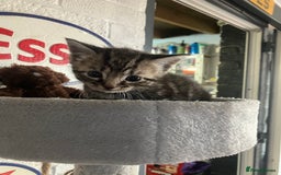 Mixed Breed cats for sale: 3 beautiful kittens  - Image 1