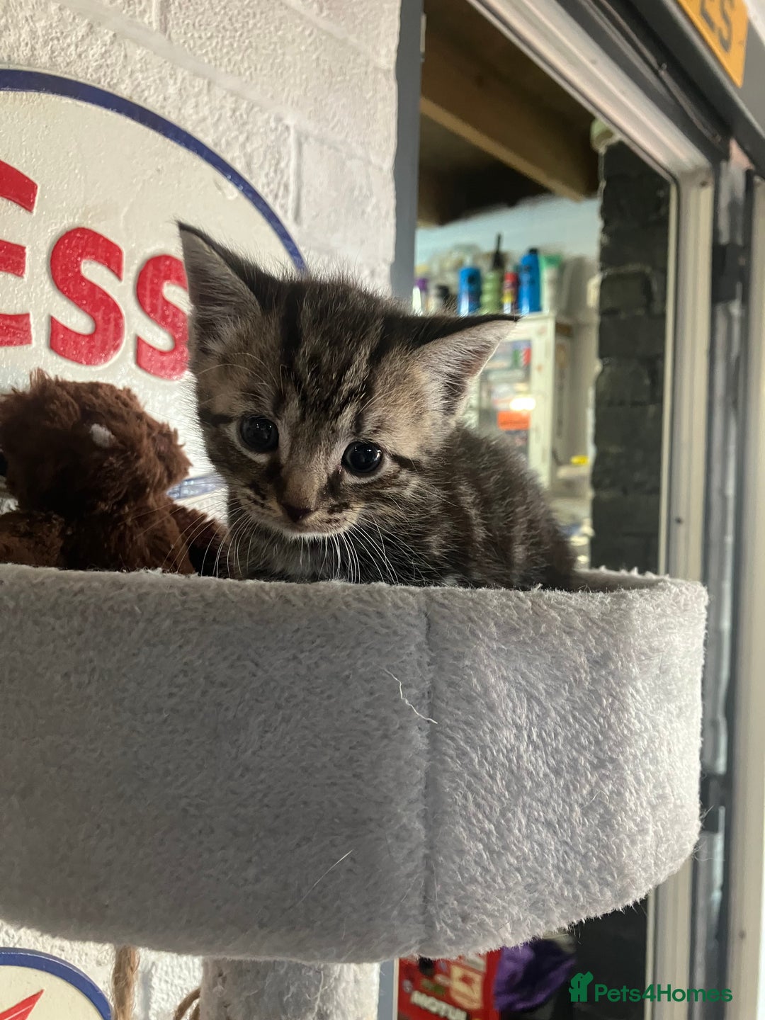 Mixed Breed cats for sale: 3 beautiful kittens  - Image 1