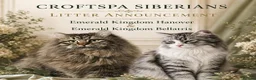Siberian cats for sale: TICA Registered Pedigree Siberian kittens - Advert 12