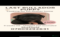 Mixed Breed dogs for sale: Bullador - Image 1