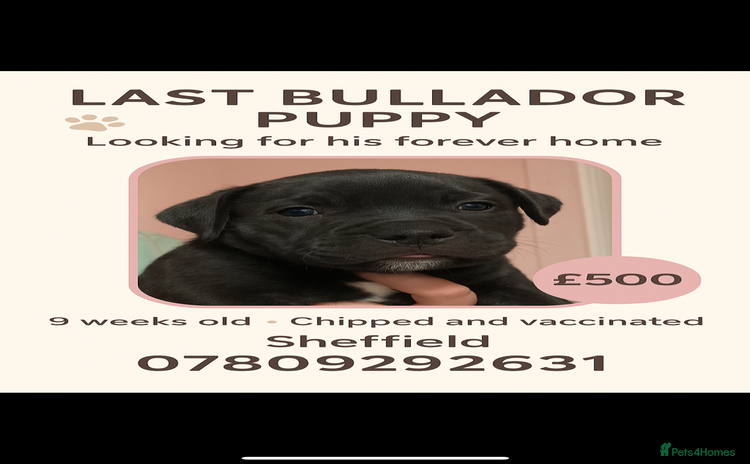 Mixed Breed dogs - Advert 2