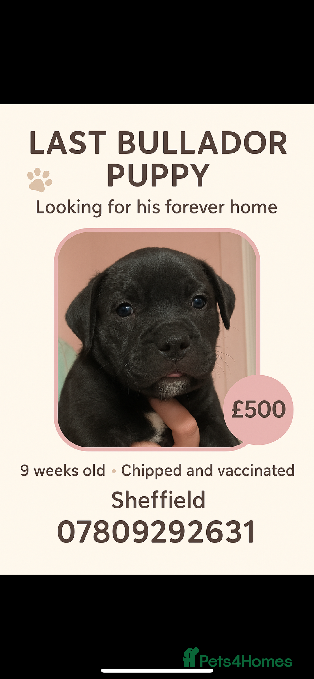 Mixed Breed dogs for sale: Bullador - Image 1