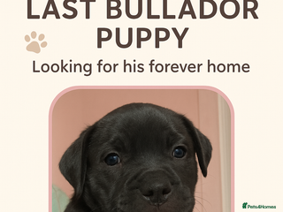 Mixed Breed dogs for sale - Advert 1