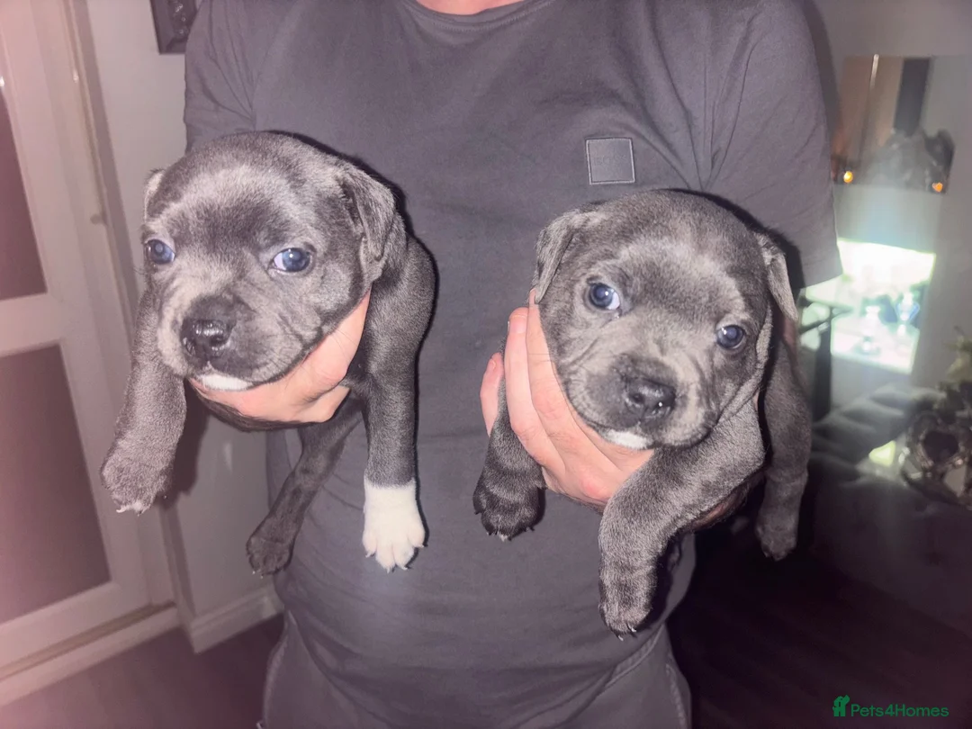 Staffordshire Bull Terrier dogs for sale: LAST BOY LEFT KC REGISTERED 5 STAR BLUE   - Advert 5