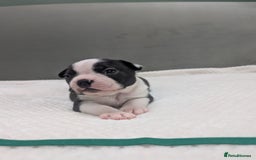 Boston Terrier dogs for sale: Beautiful Boston Boys Ready for Forever Homes - Image 5
