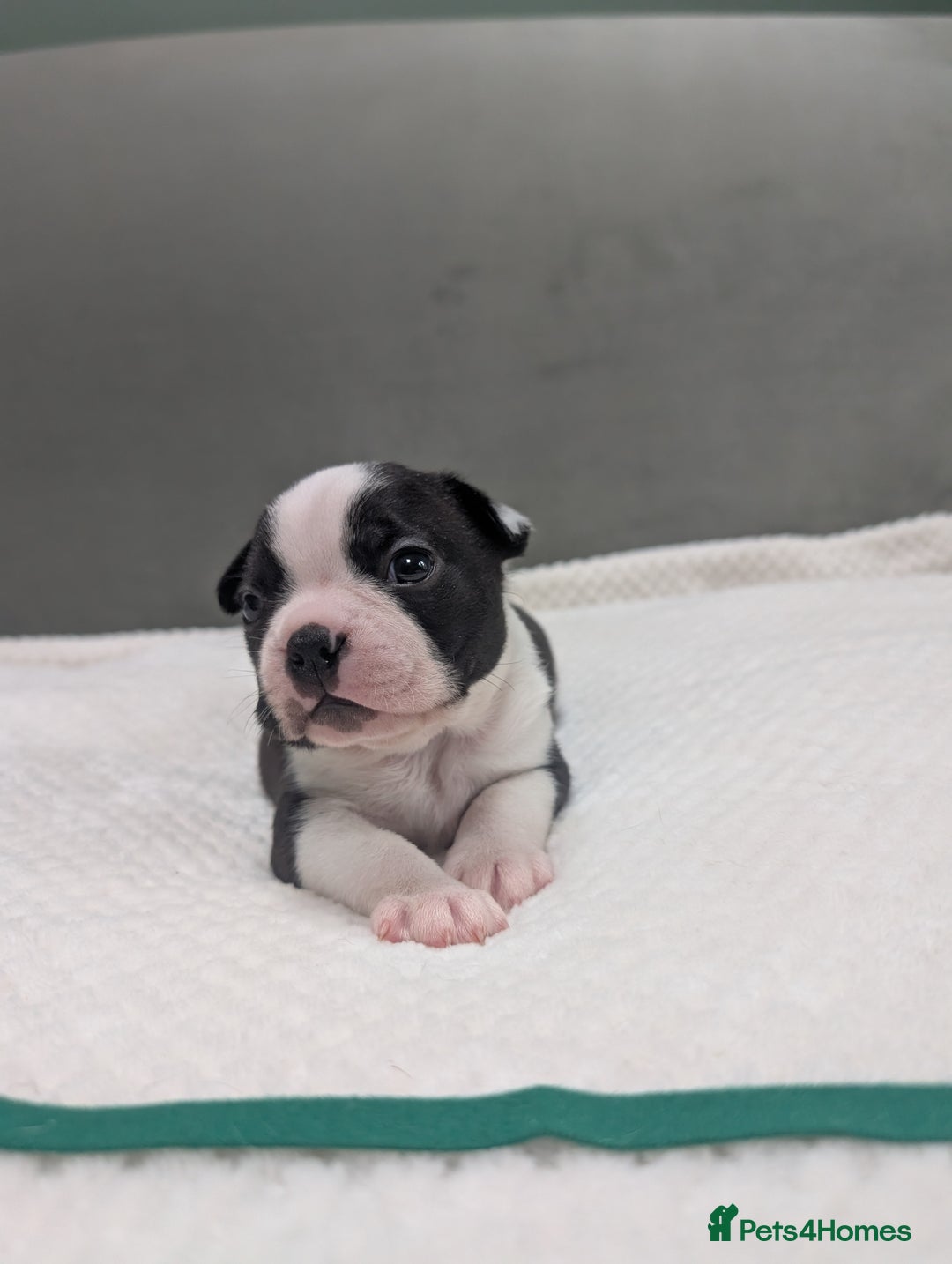 Boston Terrier dogs for sale: Beautiful Boston Boys Ready for Forever Homes - Image 5